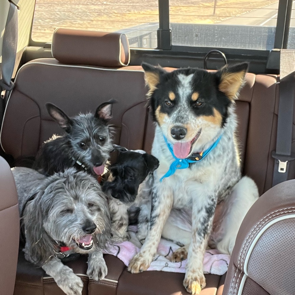 Thanks for Stopping By!❤️ Pet Friendly Closet! My brood of 7 🐾 - Picture 12 of 16
